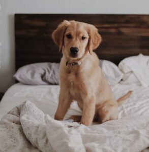 Dog on Bed